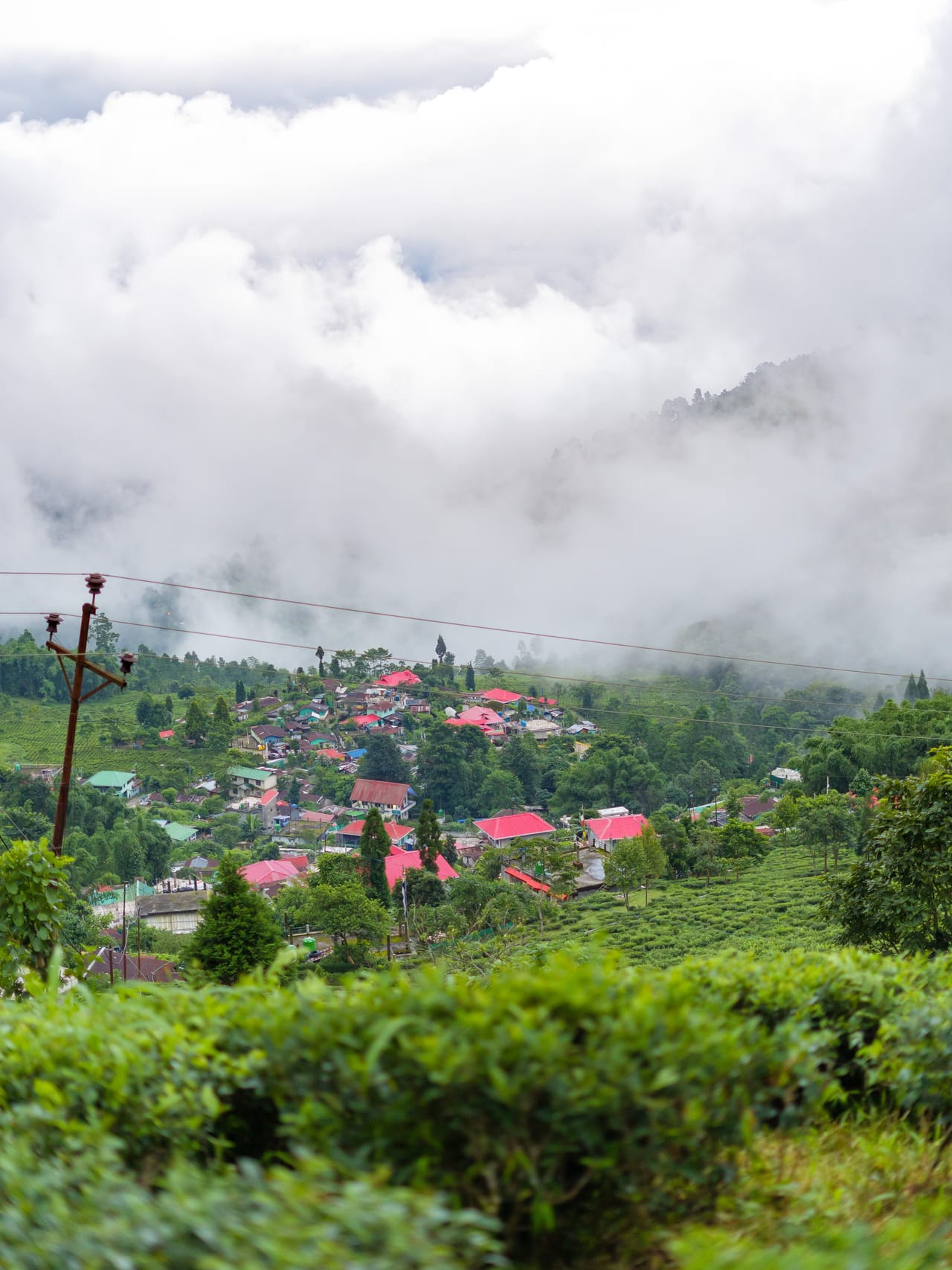 Morning mist over the tea gardens of Darjeeling