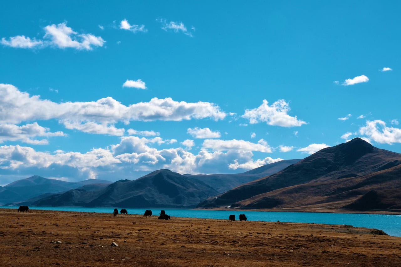 Yaks grazing beside a still lake on the Tibetan plateau